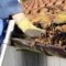 Gutter Cleaning [local_area]